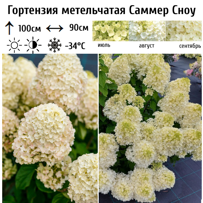 Основное изображение товара