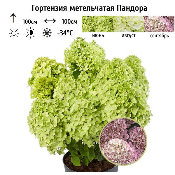 Гортензия метельчатая Пандора