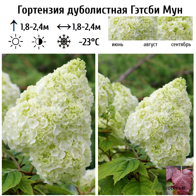 Гортензия дуболистная Гэтсби Мун