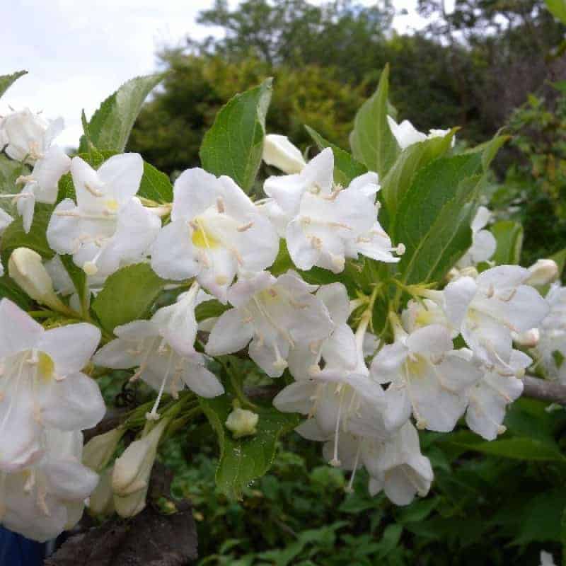 Вейгела цветущая  Бристоль Сноуфлейк