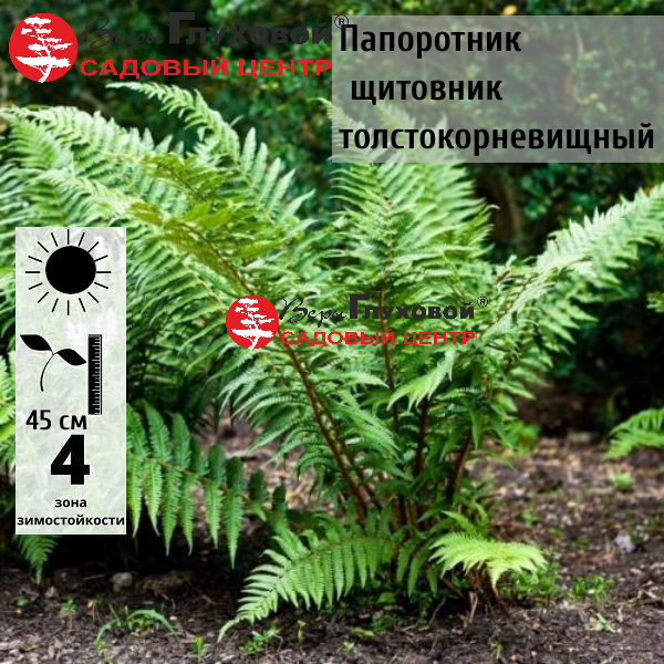 Папоротник Щитовник толстокорневищный 