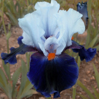 Ирис Chelsea Bleu