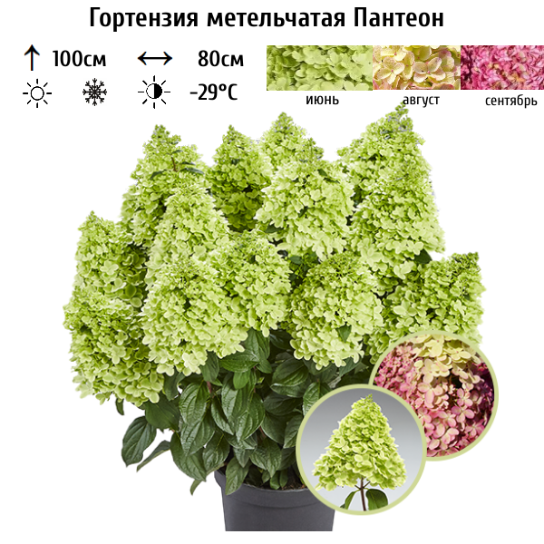 Гортензия метельчатая "Пантеон"