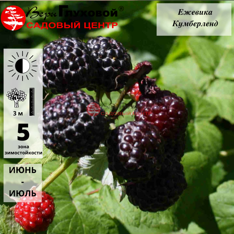 Ежемалина Кумберленд