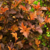 Пузыреплодник калинолистный (Physocarpus opulifolius) Мэджик Болл С3 СП/25