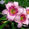 Лилейник (Hemerocallis) Строберри Филдс Форевер С2-3 РЛ/25