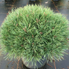 Сосна обыкновенная (Pinus sylvestris) Мартам 25-30 С5 ГШт/24