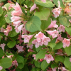 Вейгела цветущая (Weigela florida) Пикобелла Роза С3 НАп/24